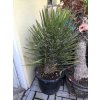 Yucca Filifera, 140 cm