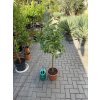 Citroník Lunario 150 cm +