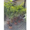 Citroník Lunario 150 cm +