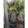 Brahea armata, modrá palma, 260 cm