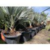 Brahea armata, modrá palma, 130 cm
