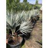 Brahea armata, modrá palma, 130 cm