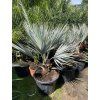 Brahea armata, modrá palma, 130 cm