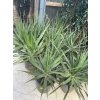 Dracaena draco 30 cm
