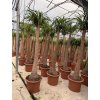 Beaucarnea guatemalensis, sloní noha, 170 cm