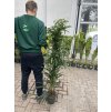 Ficus Alii 130 cm