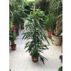 Ficus Alii 130 cm