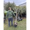 Ficus carica, fíkovník. 170 cm