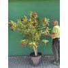Nerium Oleander - Oleandr 180 cm