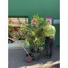 Nerium Oleander - Oleandr 180 cm