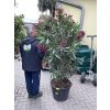Nerium Oleander - Oleandr 180 cm