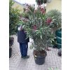 Nerium Oleander - Oleandr 180 cm