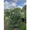 Nerium Oleander - Oleandr 180 cm