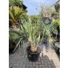 Butia capitata 150 cm