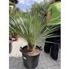 Yucca Rostrata, Výška rostliny 80 cm