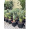Yucca Rostrata, původ rostliny Španělsko. Výška rostliny 80 cm