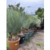 Yucca Rostrata, Výška rostliny 80 cm