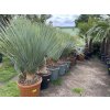 Yucca Rostrata, Výška rostliny 80 cm