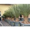 Yucca Rostrata, Výška rostliny 80 cm