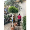 Ficus Benjamina Moclame 240 cm