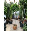 Ficus Benjamina Moclame 190 cm
