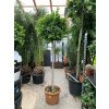 Ficus Benjamina Moclame 240 cm