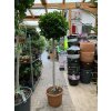 Ficus Benjamina Moclame 190 cm