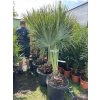 Brahea edulis 200 cm