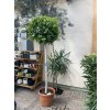 Ficus Benjamina Moclame 190 cm