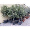 Olea europea - Olivovník 150 cm