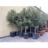 Olea europea - Olivovník 140 cm