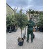 Olea europea - Olivovník 140 cm
