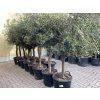 Olea europea - Olivovník 140 cm