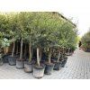 Olea europea - Olivovník 140 cm