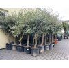 Olea europea - Olivovník 140 cm