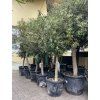Olea europea - Olivovník 150 cm