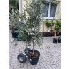 Olea europea - Olivovník 140 cm