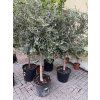 Olea europea - Olivovník 140 cm
