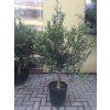 Olea europea - Olivovník 150 cm