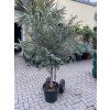 Olea europea - Olivovník 140 cm