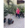 Olea europea - Olivovník 140 cm