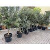 Olea europea - Olivovník 150 cm