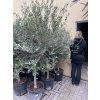 Olea europea - Olivovník 140 cm