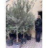 Olea europea - Olivovník 150 cm