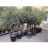 Olea europea - Olivovník 140 cm