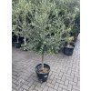Olea europea - Olivovník 150 cm