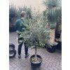 Olea europea - Olivovník 140 cm