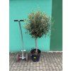 Olea europea - Olivovník 140 cm