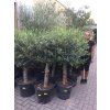 Olea europea - Olivovník 140 cm