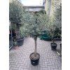 Olea europea - Olivovník 155 cm